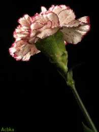 Открытки с гвоздиками  Открытки с гвоздиками скачать. Открытки с гвоздиками онлайн.