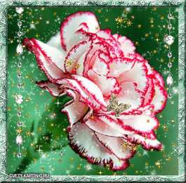 Открытки с гвоздиками  Открытки с гвоздиками скачать. Открытки с гвоздиками онлайн.