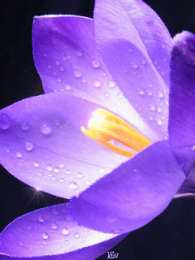 Открытки с крокусами  Открытки с крокусами скачать бесплатно. Открытки с крокусами онлайн.