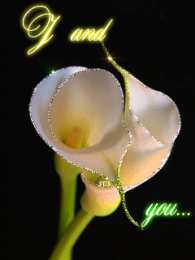 Открытки с каллами Открытки с каллами скачать бесплатно. Открытки с каллами онлайн.