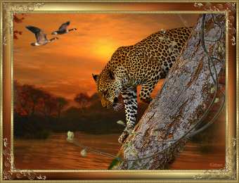 Открытки с леопардом Открытки с леопардом скачать. Открытки с леопардом бесплатно.