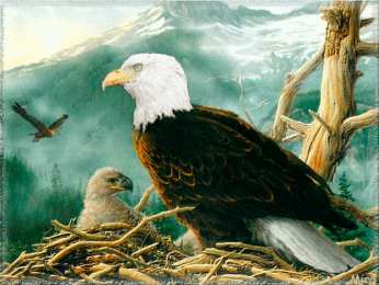 Открытки с орлом Открытки с орлом скачать бесплатно. Открытки с орлом онлайн.