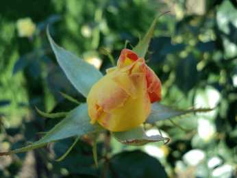 Открытки с распускающимися розами Открытки с распускающимися розами скачать бесплатно gif.      