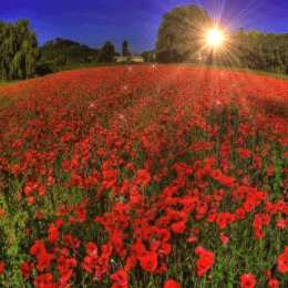 Открытки с цветочными полями  Открытки с цветочными полями с анимациями. Красивые открытки с цветами.