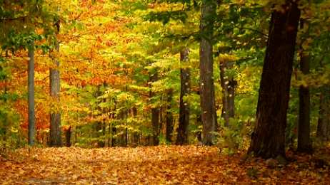 Открытки с листопадом Открытки с листопадом скачать. Открытки с листопадом бесплатно.