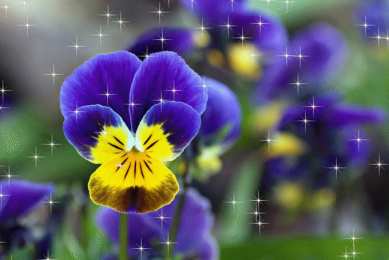 Открытки с разноцветными анютиными глазками  Открытки с разноцветными анютиными глазками скачать бесплатно.