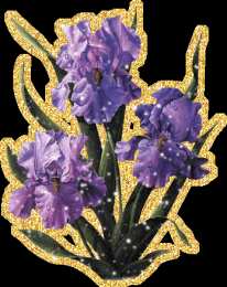 Открытки с ирисами  Открытки с ирисами скачать. Открытки с ирисами бесплатно онлайн.