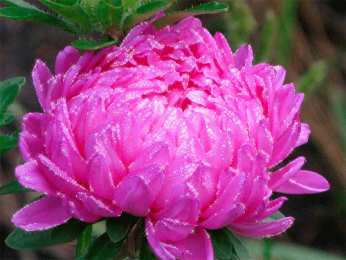 Открытки с астрами  Открытки с астрами скачать бесплатно. Открытки с астрами онлайн.