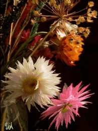 Открытки с георгинами  Открытки с георгинами скачать бесплатно. Открытки с георгинами онлайн.