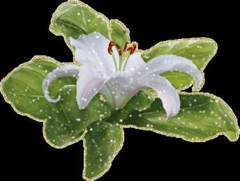 Открытки с белой лилией  Открытки с белой лилией скачать бесплатно. Открытки с белой лилией gif.