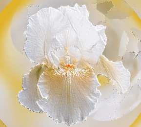 Открытки с ирисами  Открытки с ирисами скачать. Открытки с ирисами бесплатно онлайн.