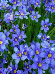 Открытки с незабудками  Открытки с незабудками бесплатно. Открытки с незабудками анимационные.