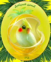 Открытки с попугаями  Открытки с попугаями скачать. Открытки с попугаями бесплатно.