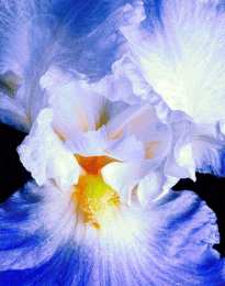 Открытки с ирисами  Открытки с ирисами скачать. Открытки с ирисами бесплатно онлайн.