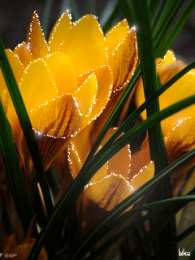 Открытки с крокусами  Открытки с крокусами скачать бесплатно. Открытки с крокусами онлайн.