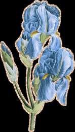 Открытки с ирисами  Открытки с ирисами скачать. Открытки с ирисами бесплатно онлайн.