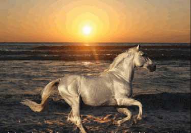 Открытки с лошадьми Открытки с лошадьми gif. Скачать бесплатно открытки с лошадьми.