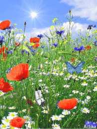 Открытки с цветочными полями  Открытки с цветочными полями с анимациями. Красивые открытки с цветами.