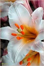 Открытки с белой лилией  Открытки с белой лилией скачать бесплатно. Открытки с белой лилией gif.