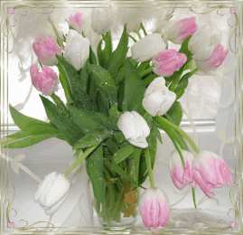 Открытки с белыми тюльпанами Открытки с белыми тюльпанами gif. Открытки с белыми тюльпанами скачать.