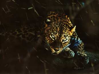 Открытки с леопардом Открытки с леопардом скачать. Открытки с леопардом бесплатно.