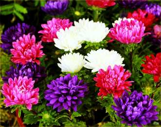 Открытки с астрами  Открытки с астрами скачать бесплатно. Открытки с астрами онлайн.