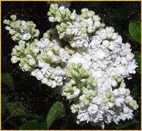 Открытки с белой сиренью  Открытки с белой сиренью анимационные. Открытки с белой сиренью gif.