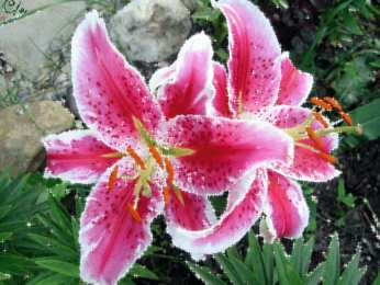 Открытки с лилейниками  Открытки с лилейниками анимационные. Открытки с лилейниками gif.