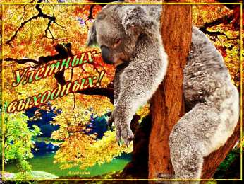 Открытки с коалой  Открытки с коалой скачать бесплатно. Открытки с коалой gif.