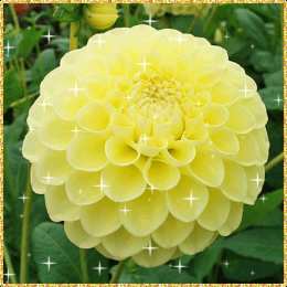 Открытки с георгинами  Открытки с георгинами скачать бесплатно. Открытки с георгинами онлайн.