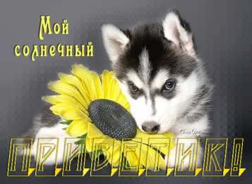 Открытки с собаками Анимационные открытки с собаками. Скачать бесплатно открытки с собаками.