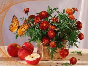 Открытки с бархатцами  Открытки с бархатцами онлайн бесплатно. Открытки с бархатцами скачать.