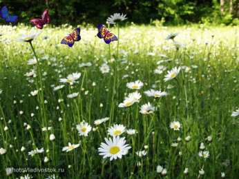 Открытки с цветочными полями  Открытки с цветочными полями с анимациями. Красивые открытки с цветами.