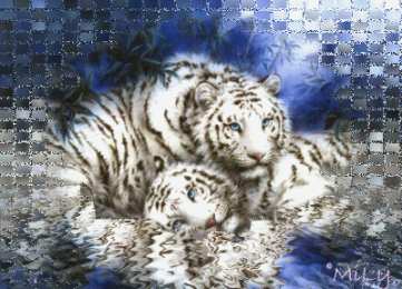 Открытки с белым тигром Открытки с белым тигром скачать. Открытки с белым тигром бесплатно.