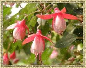 Открытки с фуксией Анимационные открытки с фуксией. Открытки с фуксией скачать бесплатно.