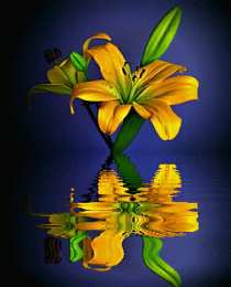 Открытки с желтыми лилиями  Открытки с желтыми лилиями gif. Открытки с желтыми лилиями скачать.