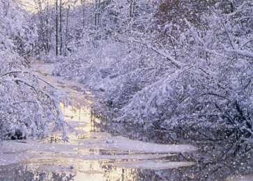 Открытки с инеем  Открытки с инеем скачать бесплатно. Открытки с инеем gif.     