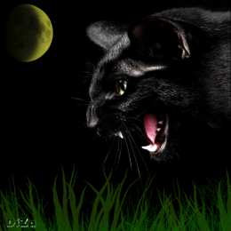 Открытки с пантерой Открытки с пантерой скачать бесплатно. Открытки с пантерой gif.