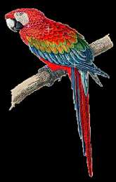 Открытки с попугаями  Открытки с попугаями скачать. Открытки с попугаями бесплатно.