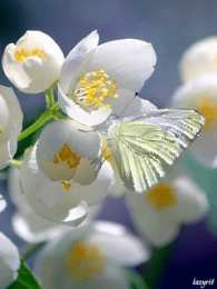 Открытки с фрезиями  Открытки с фрезиями gif. Открытки с фрезиями скачать бесплатно.