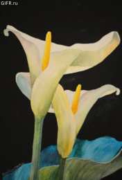 Открытки с каллами Открытки с каллами скачать бесплатно. Открытки с каллами онлайн.