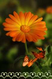 Открытки с календулой  Открытки с календулой скачать бесплатно. Открытки с календулой онлайн.