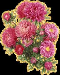 Открытки с астрами  Открытки с астрами скачать бесплатно. Открытки с астрами онлайн.