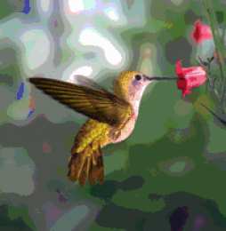 Открытки с колибри Открытки с колибри скачать бесплатно. Открытки с колибри онлайн.