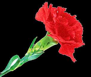 Открытки с гвоздиками  Открытки с гвоздиками скачать. Открытки с гвоздиками онлайн.