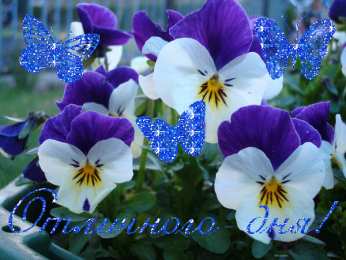 Открытки с разноцветными анютиными глазками  Открытки с разноцветными анютиными глазками скачать бесплатно.