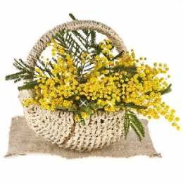 Открытки с мимозой  Открытки с мимозой скачать бесплатно. Открытки с мимозой онлайн.