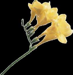 Открытки с фрезиями  Открытки с фрезиями gif. Открытки с фрезиями скачать бесплатно.