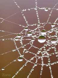 Открытки с паутиной  Открытки с паутиной с анимациями. Открытки с паутиной скачать.