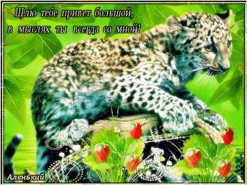 Открытки с леопардом Открытки с леопардом скачать. Открытки с леопардом бесплатно.
